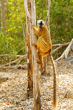 Female red-fronted brown lemur (Eulemur fulvus rufus) in the Tsingy De Bemaraha National Park, UNESCO World Heritage Site, western Madagascar, Madagascar, Africa