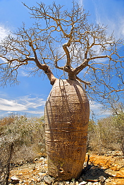 Giant baobab tree in Tsimanampesotse National Park in southwestern Madagascar, Madagascar, Africa