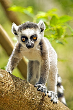 Baby ring-tailed lemur (lemur catta) in the Anja private community reserve near Ambalavao in southern Madagascar, Madagascar, Africa