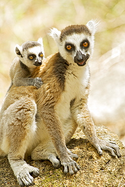 Ring-tailed lemur (lemur catta) with a baby on her back in the Anja private community reserve near Ambalavao in southern Madagascar, Madagascar, Africa