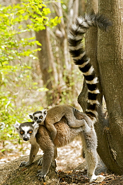 Ring-tailed lemur (lemur catta) with a baby on her back in the Anja private community reserve near Ambalavao in southern Madagascar, Madagascar, Africa