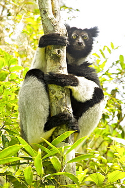 Indri (Indri indri) in the Andasibe-Mantadia National Park in eastern Madagascar, Madagascar, Africa