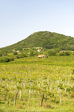 Vineyards of Kaptalantoti near Lake Balaton, Hungary, Europe