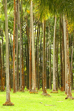 Forest at Anse des Cascades on the French island of Reunion in the Indian Ocean, Africa