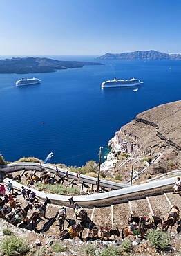 Donkeys lining the steps leading from the old port to the village of Fira on the Greek island of Santorini, Cyclades, Greek Islands, Greece, Europe