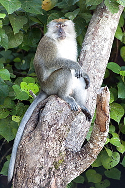 Long-tailed macaque in Penang National Park in Penang, Malaysia.