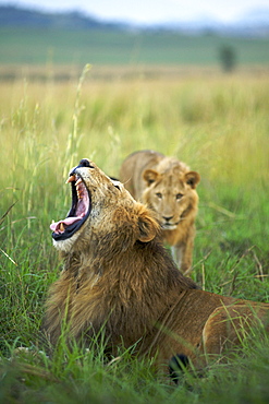 A male lion yawning in Kidepo Valley National Park in northern Uganda.