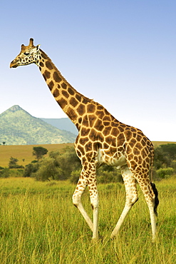 Giraffe (Giraffa camelopardalis) in Kidepo Valley National Park in northern Uganda.