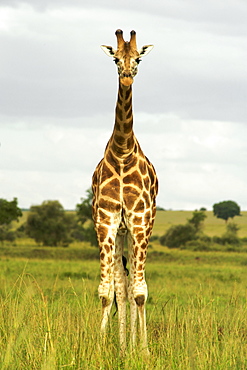 Giraffe (Giraffa camelopardalis) in Kidepo Valley National Park in northern Uganda.