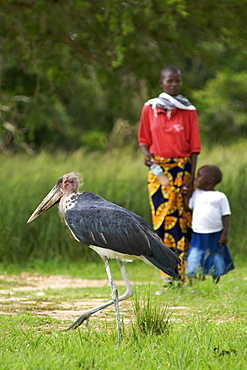 Marabou stork and a Ugandan woman with her child in Murchison Falls National Park in Uganda.