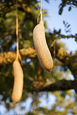 Fruit of the sausage tree (Kigelia africana) in Murchison Falls National Park in Uganda.