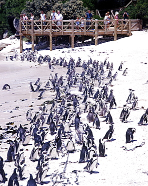 Penguins on Boulders Beach near Cape Town, South Africa, Africa