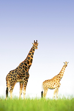 Giraffes in Murchison Falls National Park in Uganda.