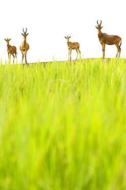 Jackson's hartebeest in Murchison Falls National Park in Uganda.