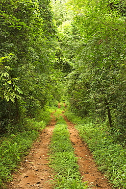 Dirt road through the Budongo Forest Reserve in Uganda.