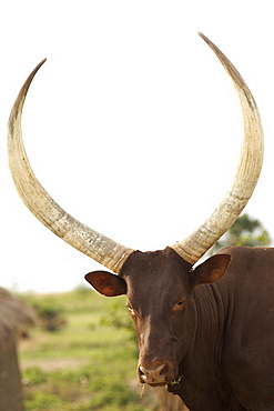 Ankole bull in the Kabwoya wildlife reserve in western Uganda.