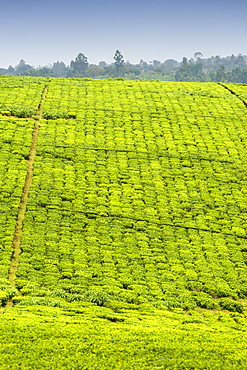 Tea plantations outside the town of Fort Portal in western Uganda.