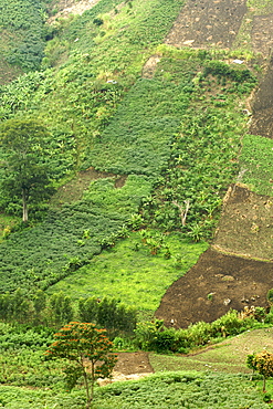 Scenery along the road to Semliki National Park in Uganda.