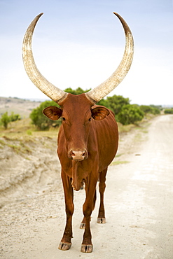 Ankole cow in western Uganda.