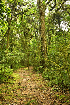 Walking trail in the rainforests of Bwindi Impenetrable National Park in southern Uganda.