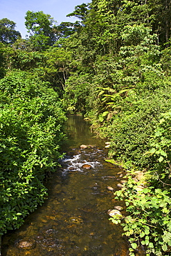 A river in the Bwindi Impenetrable National Park in southern Uganda.