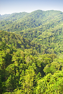 View across the forests in Bwindi Impenetrable National Park in southern Uganda.