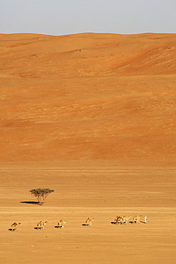 A bedouin leading his Arabian camels (Camelus dromedarius) across Wahiba Sands (Ramlat al Wahaybah) in Oman.