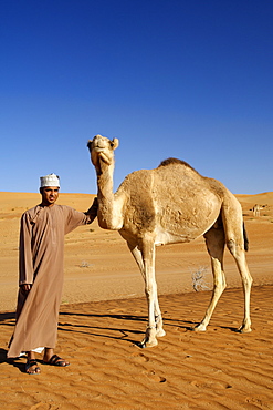 An Omani man standing with an Arabian camel or one-humped dromedary (Camelus dromedarius) in Wahiba Sands in Oman.