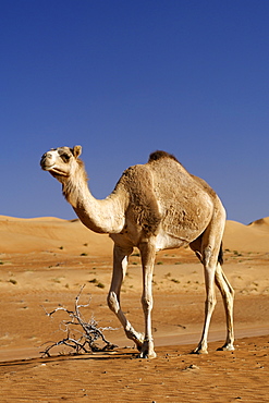 An Arabian camel aka a one-humped dromedary (Camelus dromedarius) in Wahiba Sands in Oman.