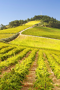 View across vineyards of the Stellenbosch district, Western Cape Province, South Africa.