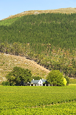 Vineyards and manor house of the Glenwood wine estate in Franschhoek, Western Cape Province, South Africa.