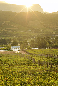 Vineyards in the Franschhoek valley, Western Cape Province, South Africa.