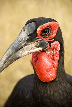 Southern Ground Hornbill (Bucorvus leadbeateri) in South Africa's Kruger National Park.