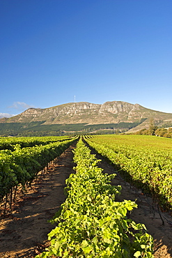 Elephant's Eye mountain and the vineyards of the Groot Constantia wine estate in Cape Town, South Africa.