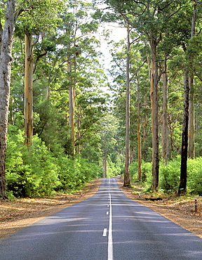 Road through a Eucalyptus forest in the Walpole region, Western Australia, Australia, Pacific