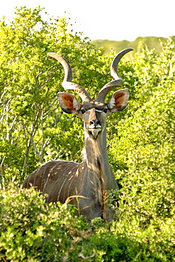 A male kudu (Tracelaphus Strepsiceros) in the Addo Elephant Park in South Africa.