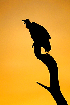 African White-backed vulture (Gyps africanus) on a tree branch in South Africa's Kruger National Park.