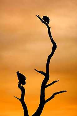 African White-backed vultures (Gyps africanus) on a tree branch in South Africa's Kruger National Park.