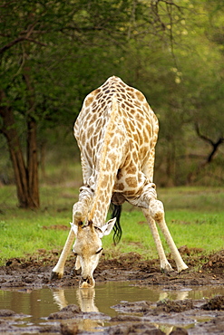 A giraffe (giraffe camelopardalis) drinking at a water hole in South Africa's Kruger National Park.