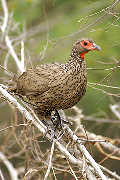 Swainson's Francolin (Pternistes swainsonii - also known as a spurfowl) in South Africa's Kruger National Park.