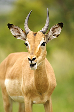 An impala (Apyceros melampus) in South Africa's Kruger National Park.