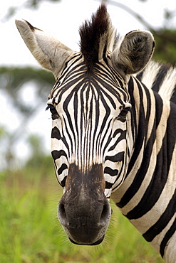 Portrait of a plains zebra, also known as Burchell's zebra (Equus burchelli antiquorum) in the Hluhluwe/Umfolozi National Park in South Africa.