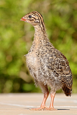 A guinea-fowl chick.