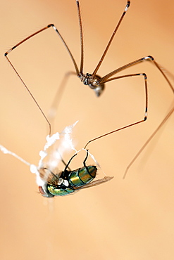 A daddy long legs spider embalming a house fly caught in its web.