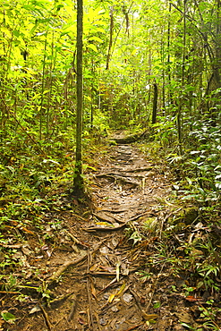 Footpath through the rainforest leading to the first camp of Marojejy National Park in northeast Madagascar, Madagascar, Africa