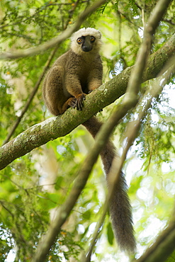 White-fronted brown lemur (Eulemur fulvus albifrons) in the rainforest of Marojejy National Park in northeast Madagascar, Madagascar, Africa