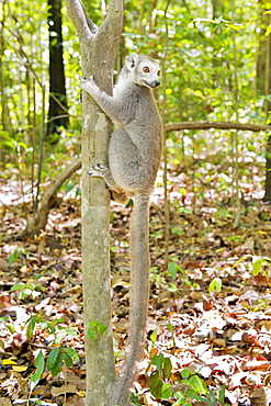 Female Crowned lemur (Eulemur coronatus) in Ankarana National Park in northern Madagascar, Madagascar, Africa