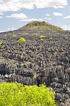 The Tsingy Rary landscape of limestone karsts in Ankarana National Park in northern Madagascar, Madagascar, Africa