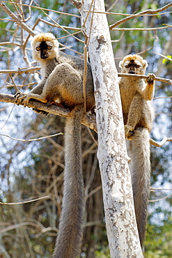 Male red-fronted brown lemurs (Eulemur fulvus rufus) in the Kirindy Forest reserve in southwest Madagascar, Madagascar, Africa