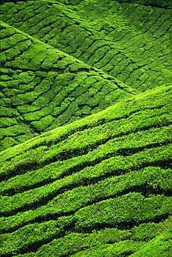 Rows of tea bushes at the Sungai Palas Estate in the Cameron Highlands in Perak Province, centre of tea production in Malaysia, Southeast Asia, Asia